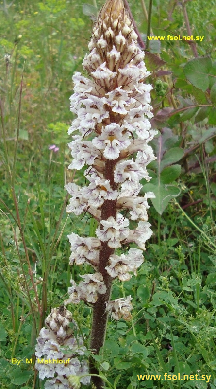 Orobanche crenata Forssk.